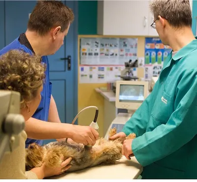 As. Przychodnia weterynaryjna